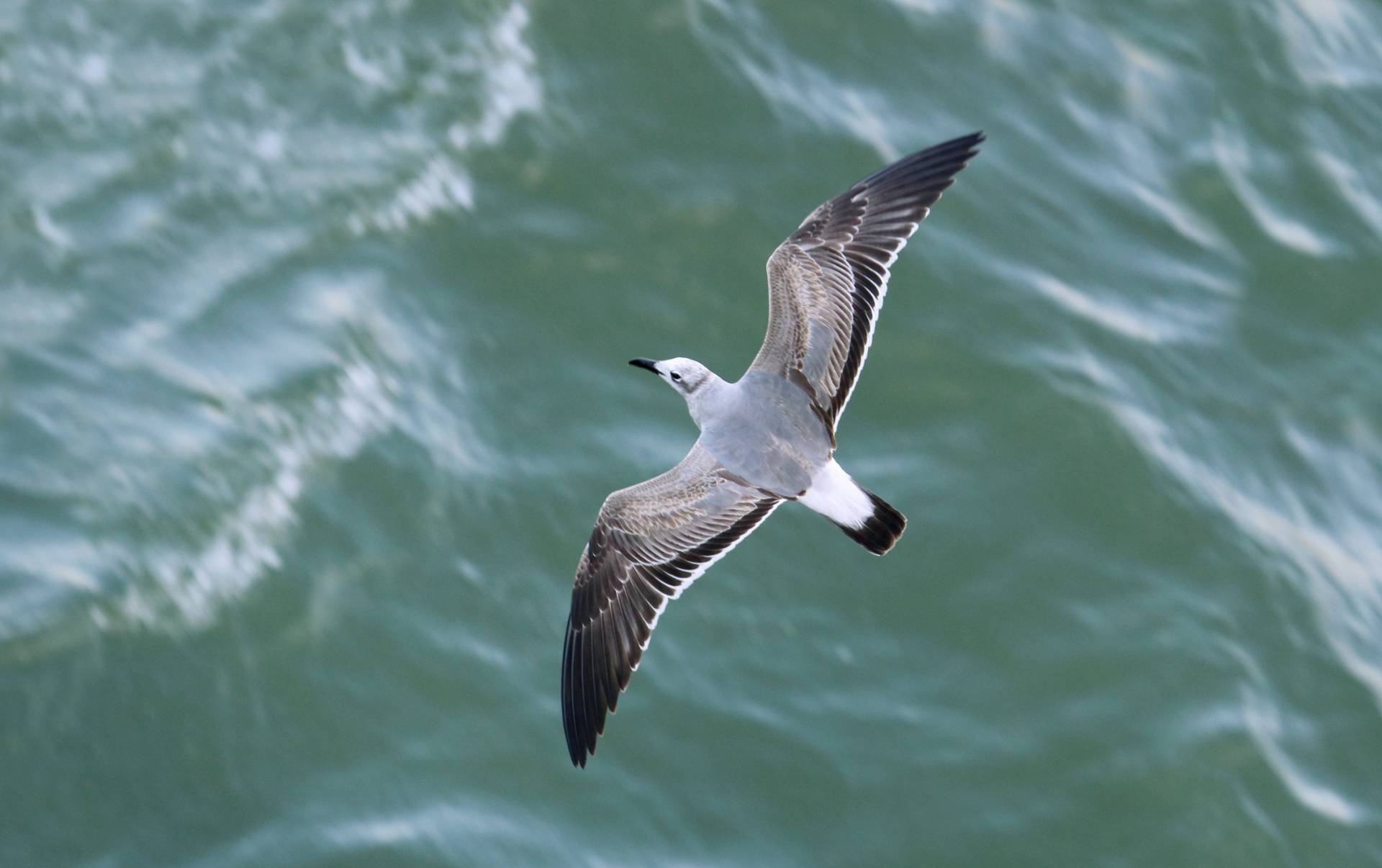 Laughing Gull in flight, Colon Panama by ImagePerson is licensed under CC BY-SA 4.0.